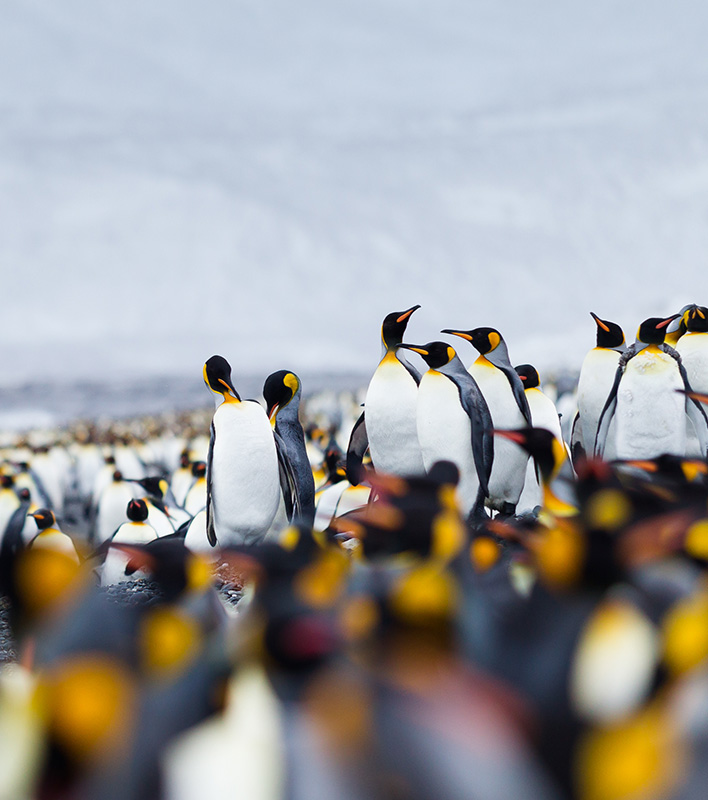 Eine Kolonie von Königspinguinen