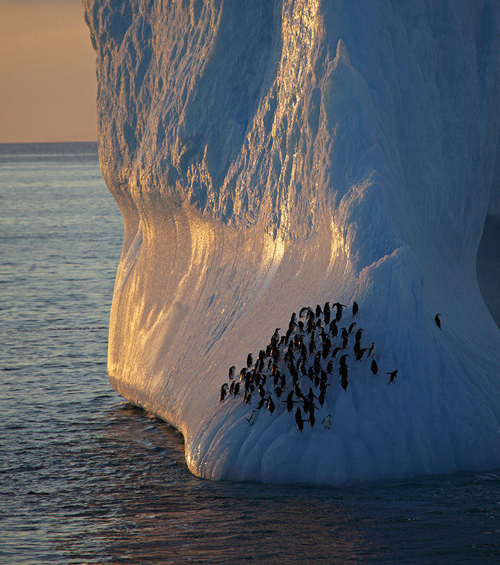 GA_PolarisTours_Antarktis-Eisberg-Pinguine