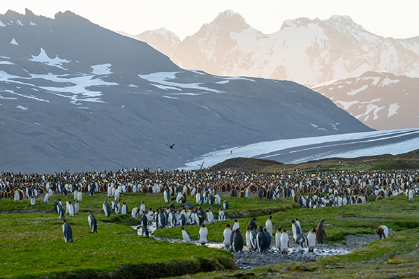 Pinguinkolonie auf den Falklandinseln