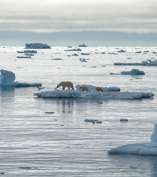GA_Eisbaeren-auf-Eisscholle_PageChichester_Polaris-Tours