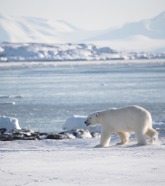 Eisbär in Spitzbergen