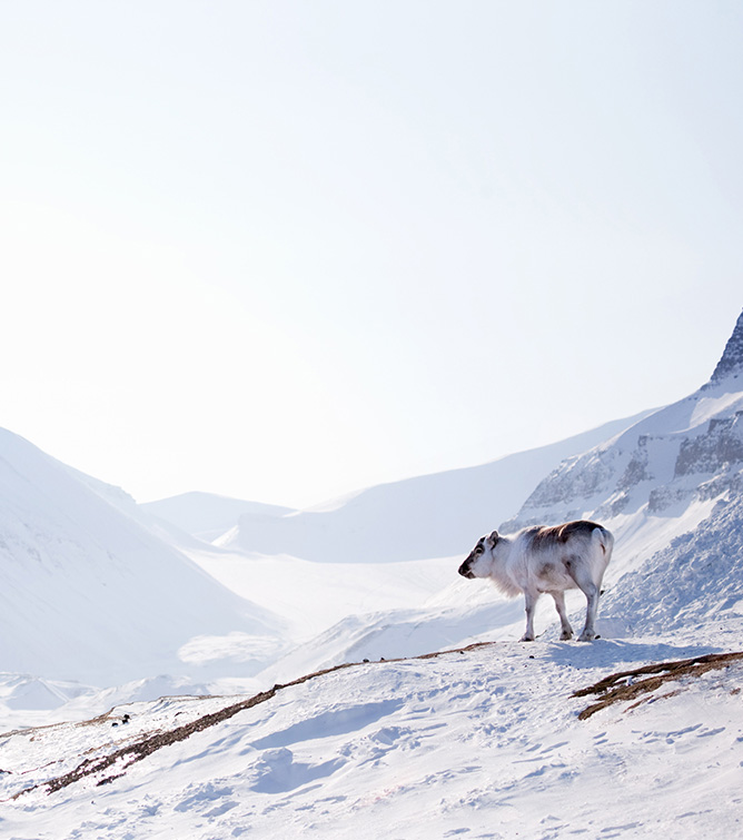 GA_Spitzbergen-Rentier_SS-PT