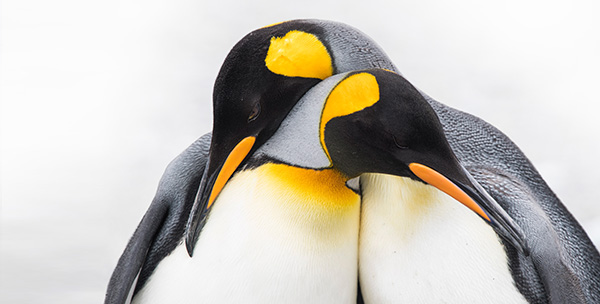 Königspinguine hautnah