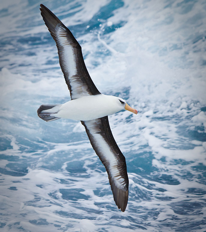 GA_SS_Campbell's-Albatross_Polaris-Tours