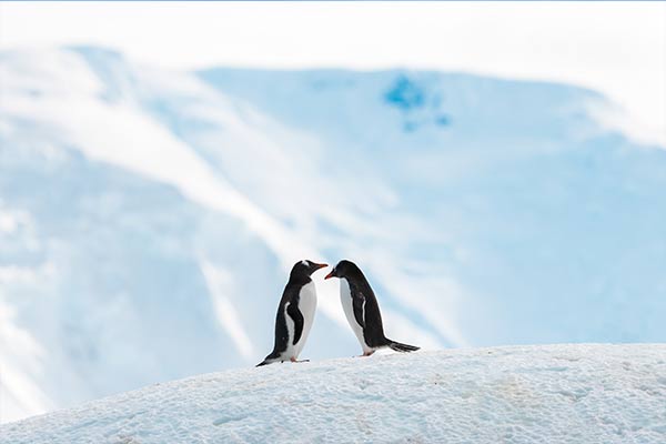 Access Point Pinguine Jarryd