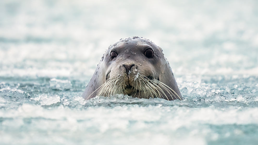 spitzbergen-bartrobbe-wasser-ss-pt