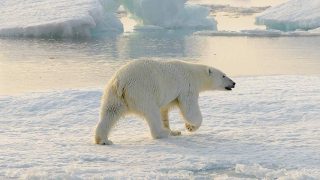 Abenteuer im Reich der Eisbären