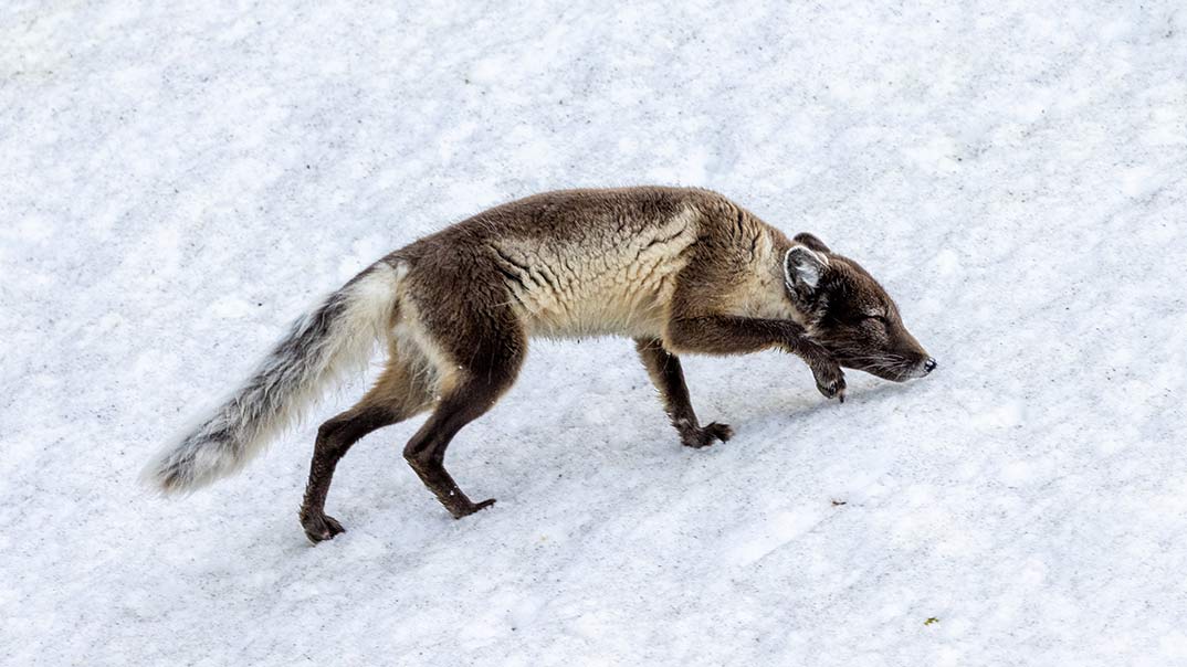 Alkefjellet_Svalbard_Polarfuchs-SwanHellenic
