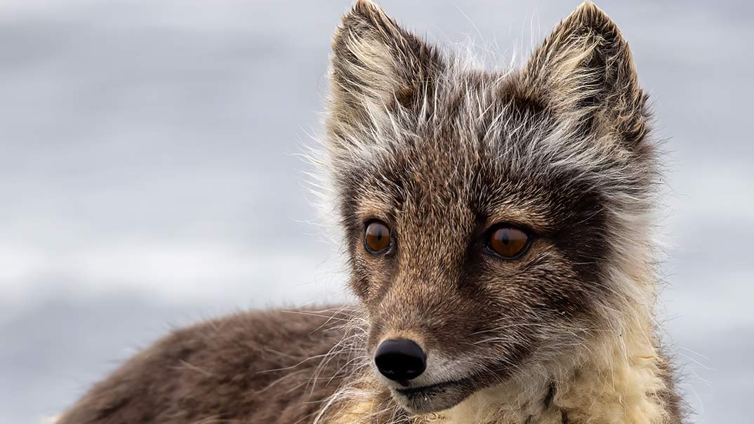 Ardneset_polarfuchs-SwanHellenic
