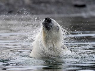 Abenteuer im Reich der Eisbären XL