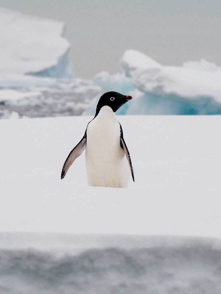 GAdventures-Antarctica-2-Yalour-Islands-2025