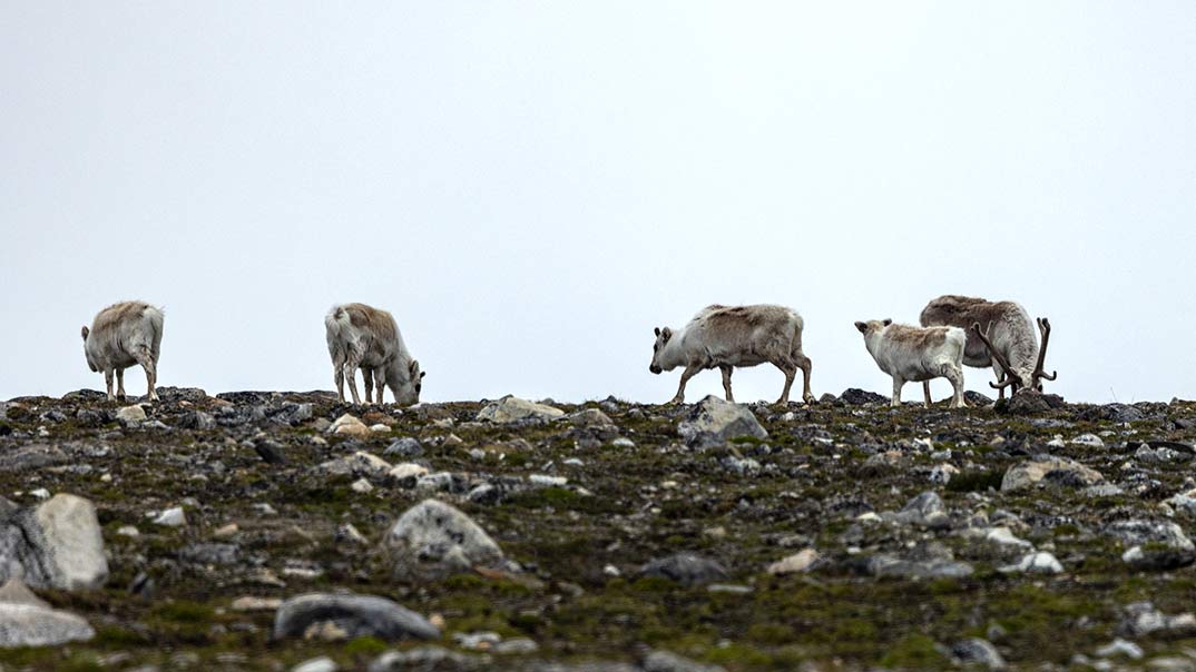 Lloid-Hotel-Svalbard_Swan-Hellenic