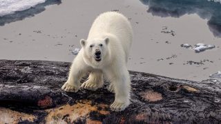 Abenteuer Spitzbergen