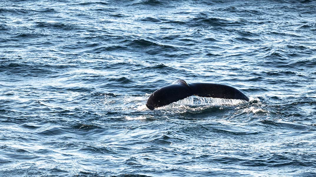 SH-DIANA-SCENIC-CRUISING-AND-WHALE-WATCHING-Swan-Hellenic