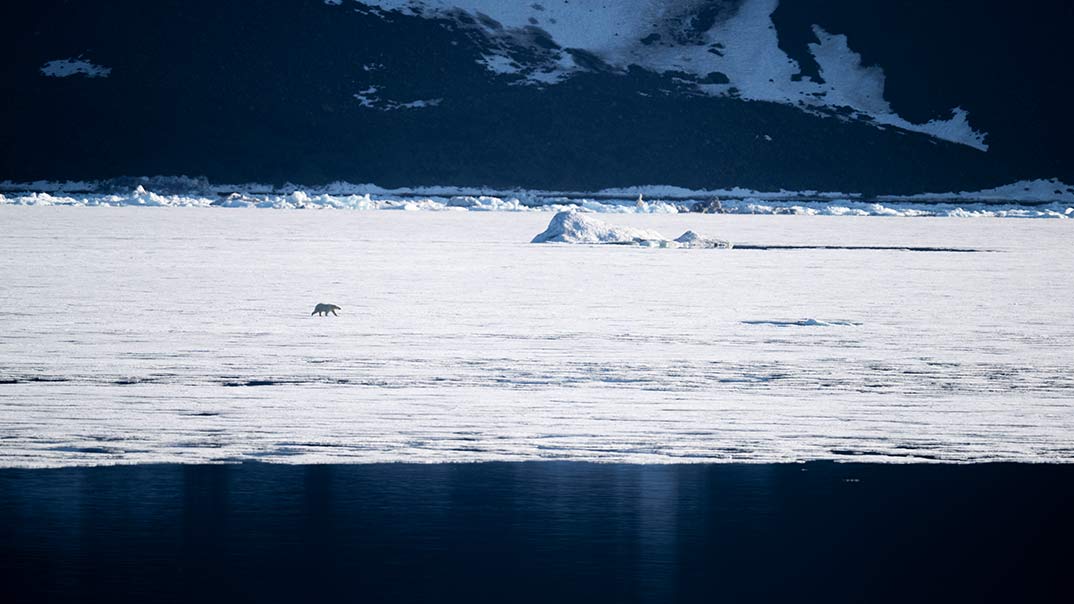 SH-VEGA-I-27-JULY-2025-I-POLAR-BEAR-SwanHellenic