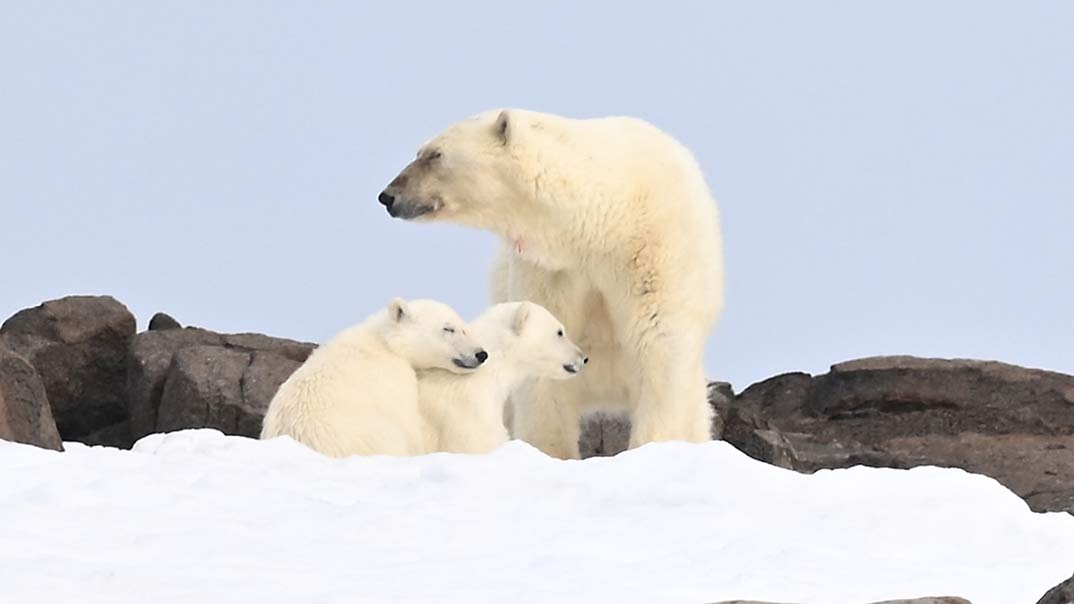 SH-Vega-KoneroyaIsland-FemaleWithTwoCubsSittingInSnow-3-July-SwanHellenic