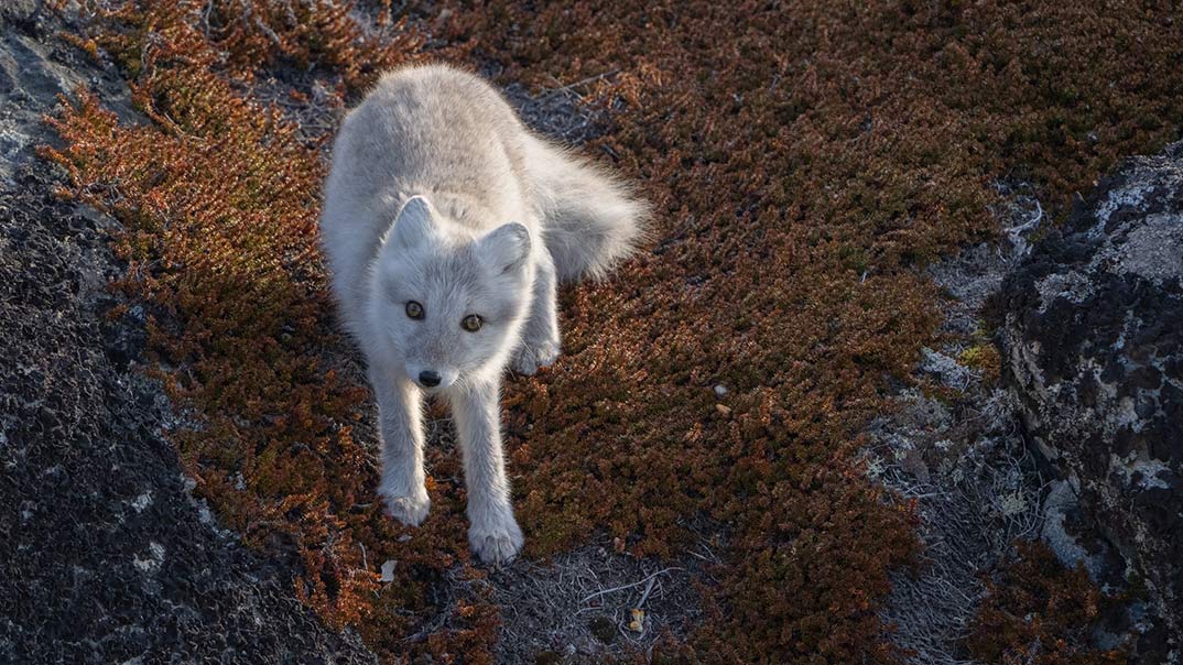 Vega_Ilulissat-Polarfuchs_YuriChoufour-SwanHellenic