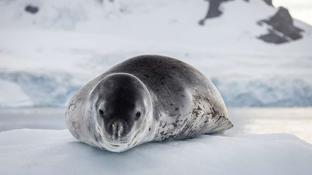 Wildlife-Antarctica-Swan-Hellenic