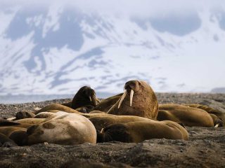 Spitzbergen entdecken