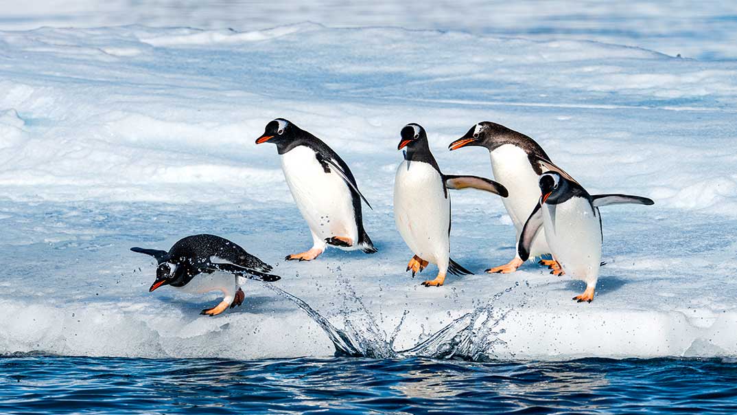 18_Antarctica_Gentoo-Penguin_StudioPONANT_JoannaMarchi