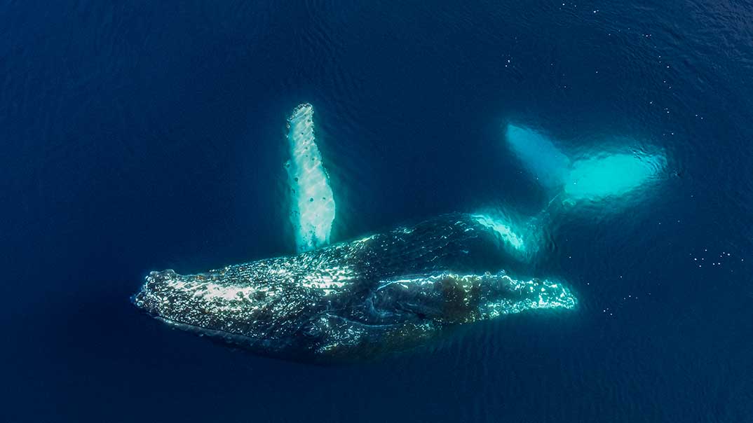 22_Antarctica_Port-Charcot_Humpback-Whale_StudioPONANT_JoannaMarchi