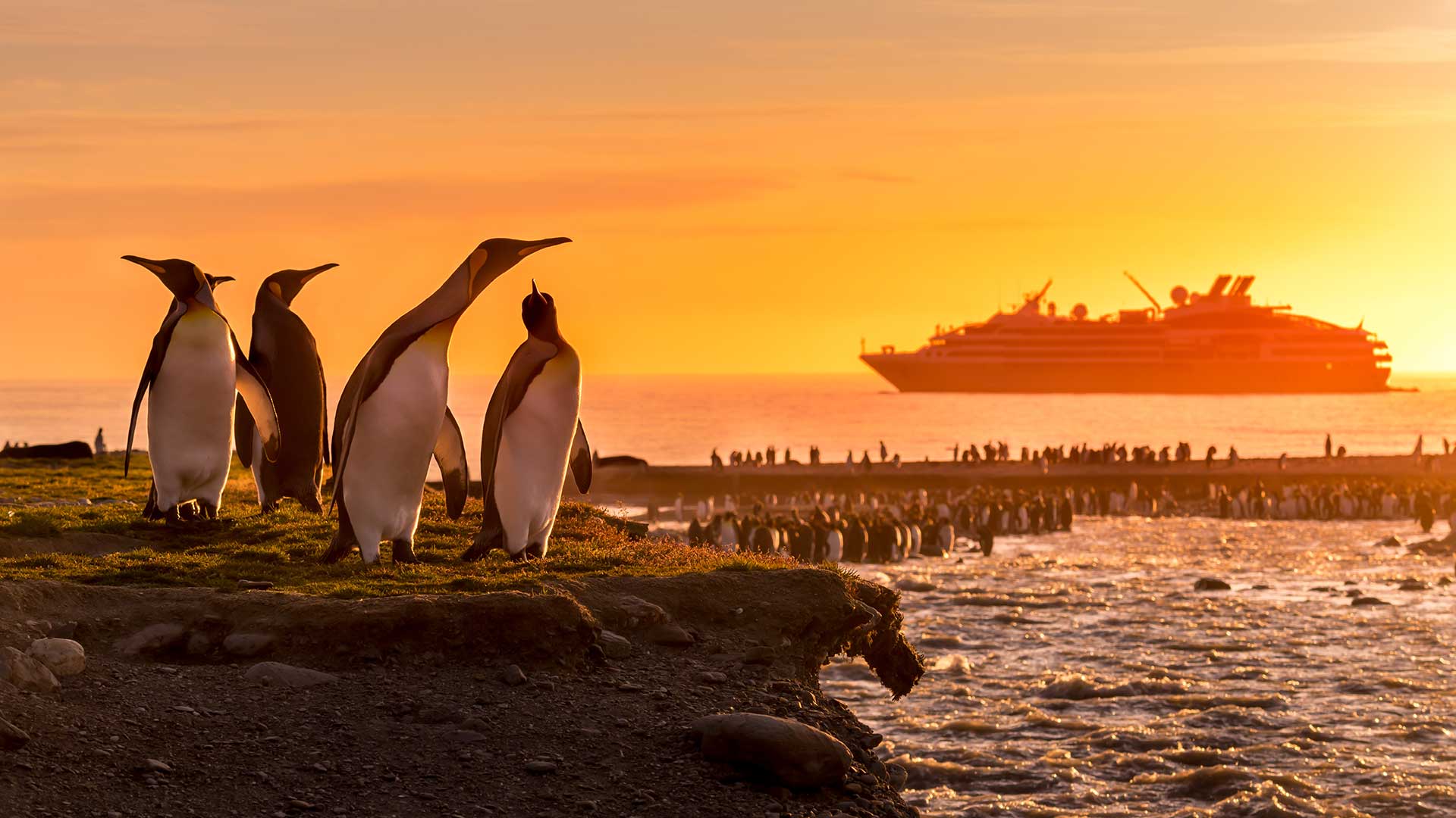 31-Manchots-royaux-Golden-Hour-St-Andrews-Georgie-du-Sud-Studio-Ponant-Olivier-Blaud-7