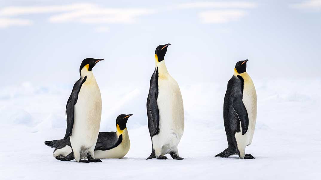 32-Antarctique_SnowHill_ManchotsEmpereurs-StudioPONANT-Morgane-Monneret