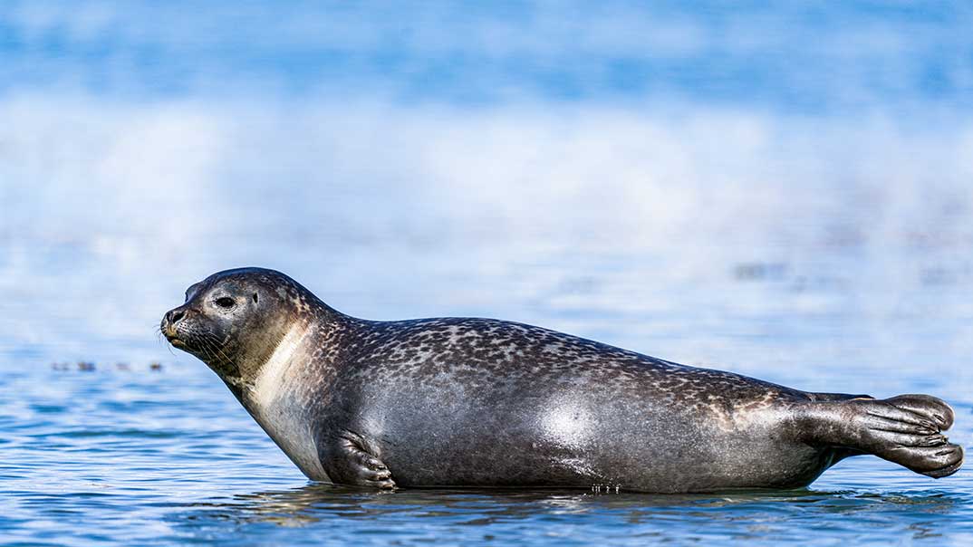47_Norvege-_Svalbard_Phoque_Commun-Julibukta-PONANT-OphelieBLEUNVEN