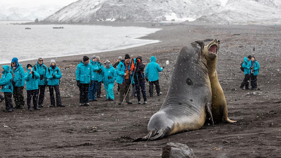 Antarctica-Wildlife-and-Guests-Swan-Hellenic