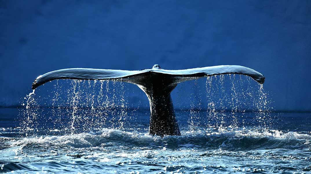 BALEINE-bosse-Baie-de-Disco-ARCTIQUE-Ponant