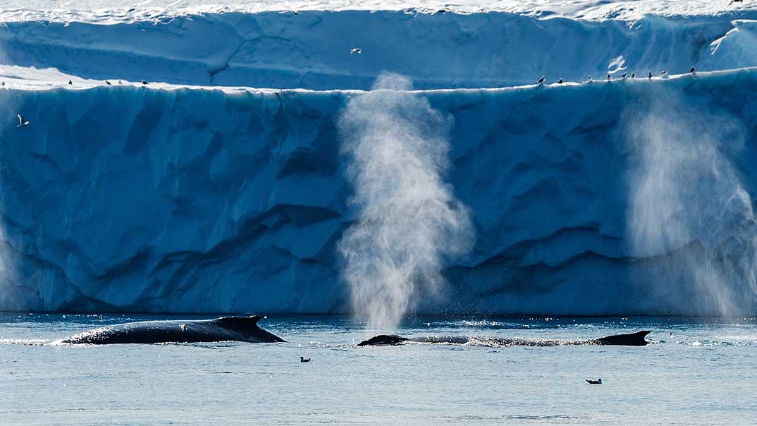Baleines-bosse-Ilulissat-Ponant-Laurence-FISCHER