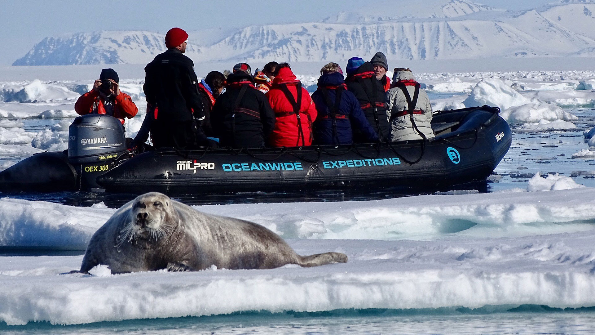 Bartrobbe-Zodiac-Svalbard_Nikki-Born---Oceanwide-Expeditions