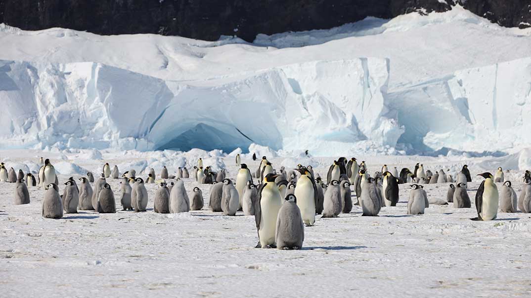 Coulman-Island-2-Kaiserpinguine-SH-PT