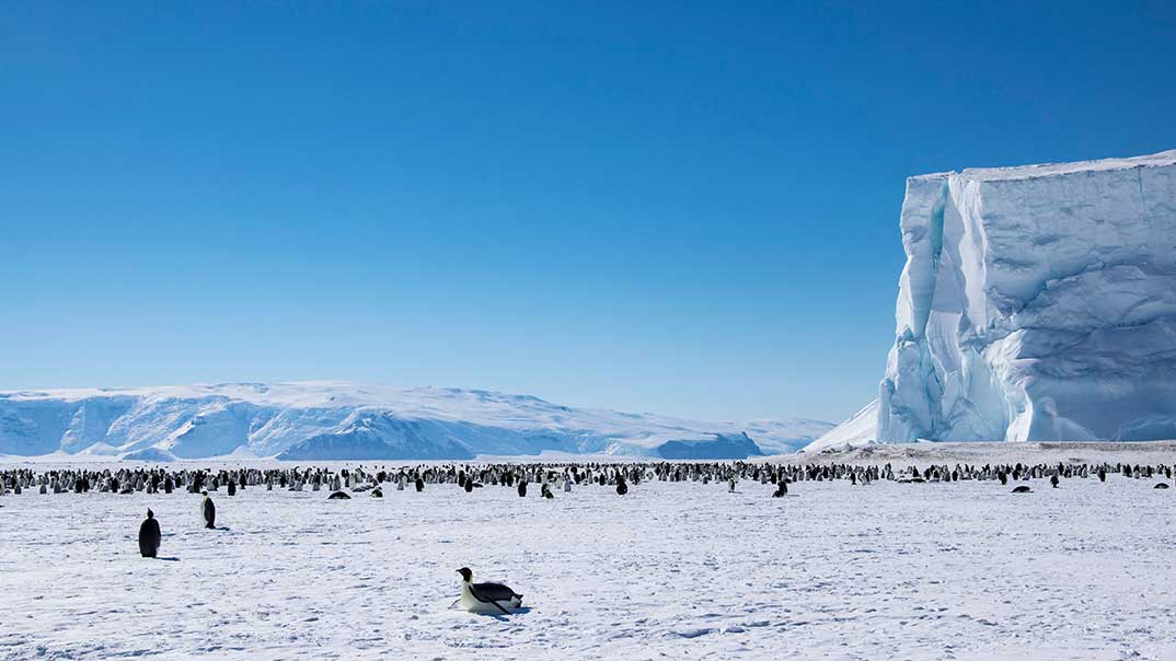 Coulman-Island-Kaiserpinguine-SH-PT