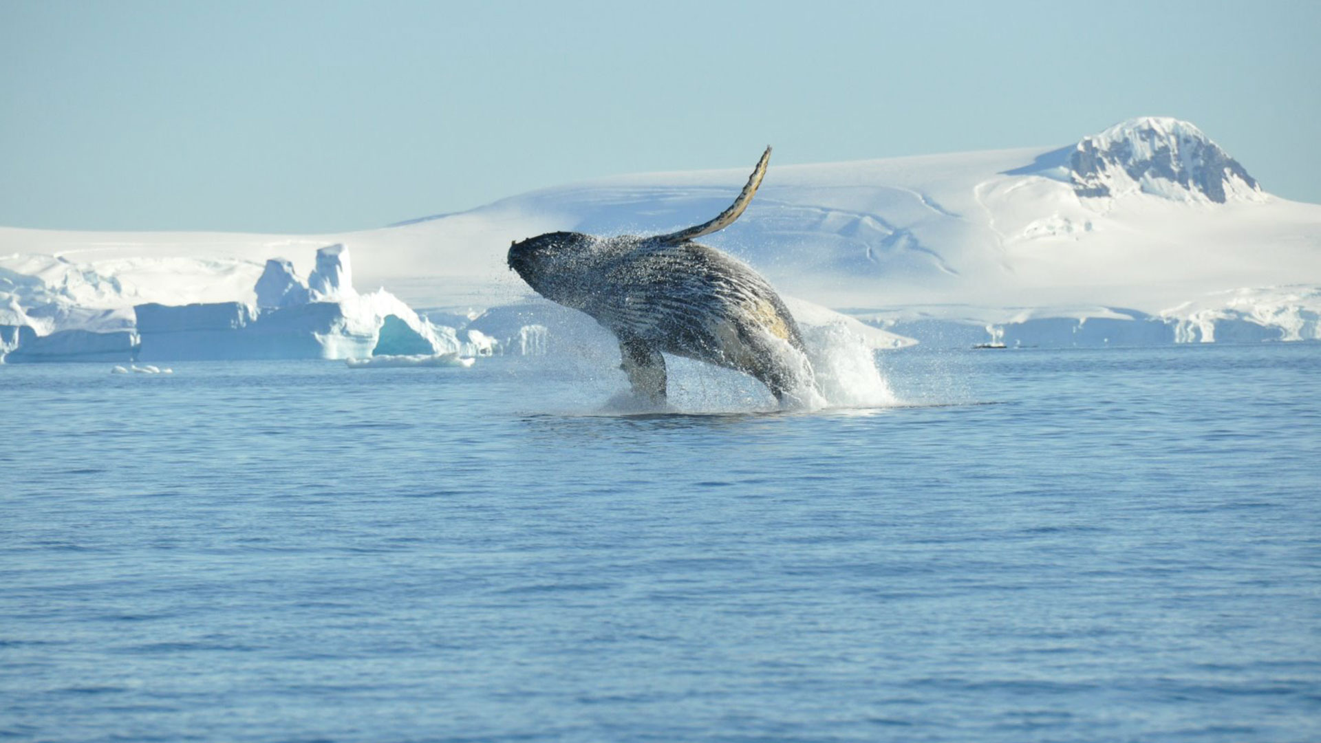 Humpback-whale,-breaching,-Antarctica-Nicolo-de-Cata-Oceanwide-Expeditions