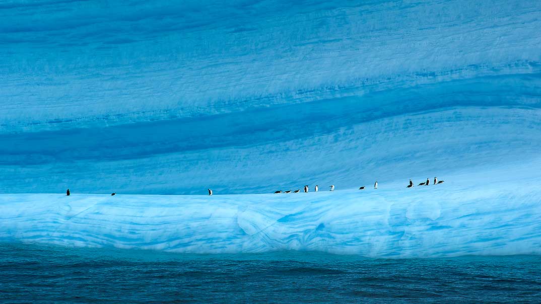 Manchots-Adelie-et-iceberg-au-large--de-Paulet-isl-Ponant