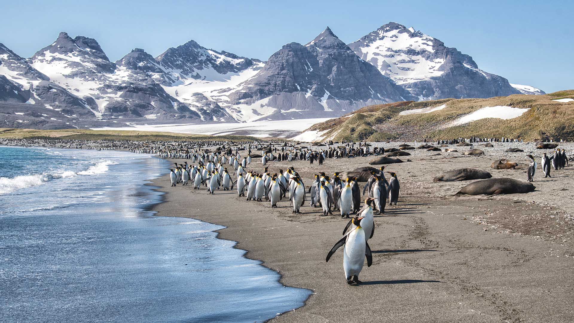 ManchotsRoyaux_OtariesaFourruresAntarctique_SalisburyPlain_GeorgieDuSud_GrandeBoucleAustrale-StudioPonant
