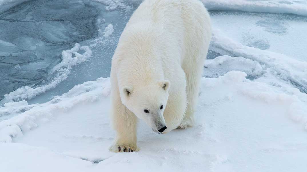 No-2210_CC260924_Ocean-Arctique-StudioPONANT_MorganeLanco