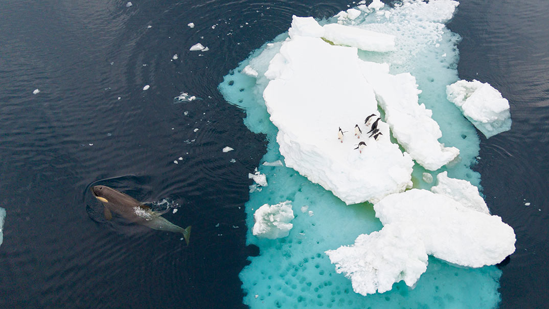 Orcas-Antarctica-Swan-Hellenic
