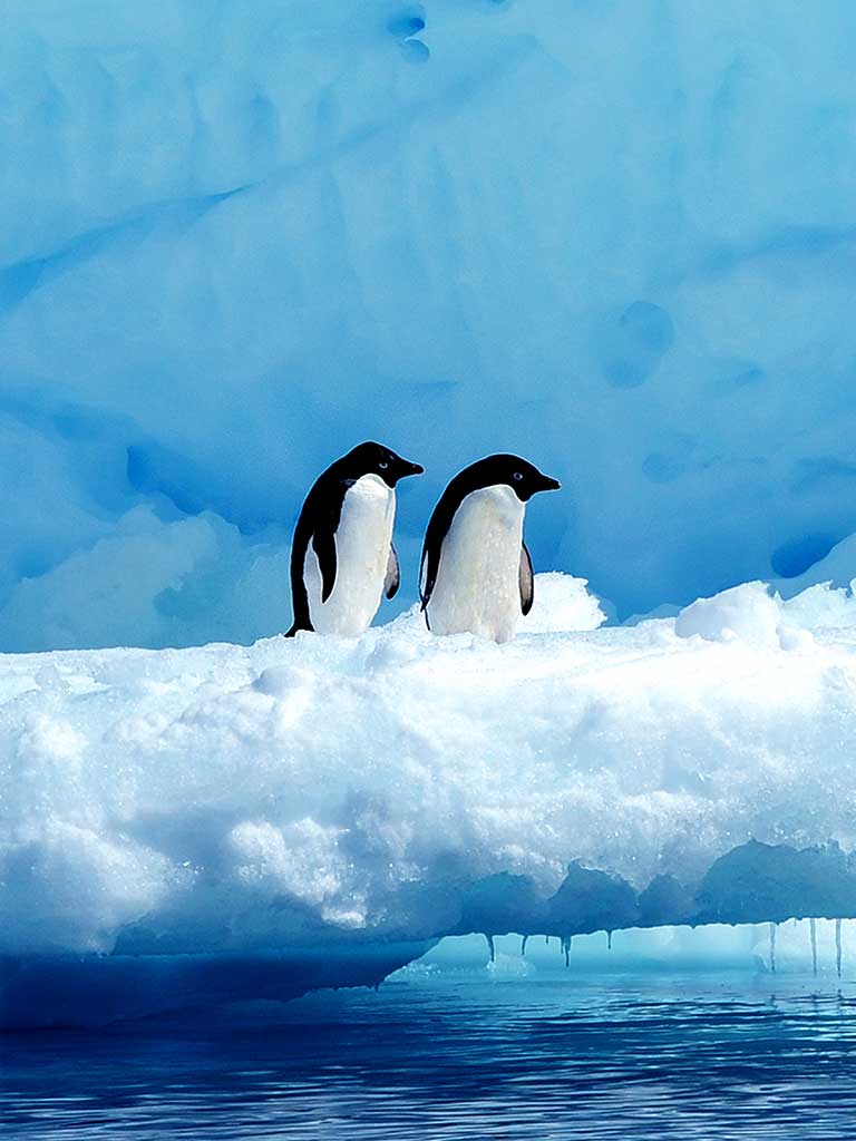 PAULET-ISLAND-ANTARCTICA-manchots-Adelie-Ponant