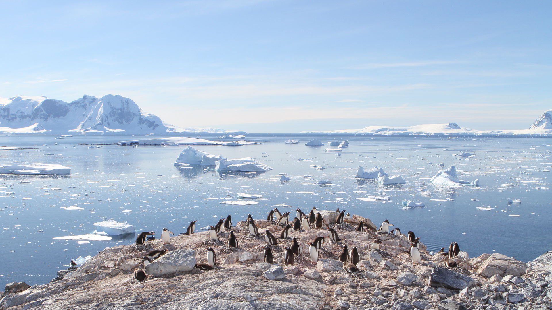 Pinguine-Pinguine_Eric-Giuliani_AntarpplyExpeditions