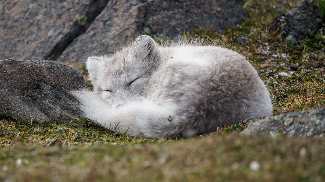 Polarfuchs-Sundneset-Ponant-Thibault-Garnier