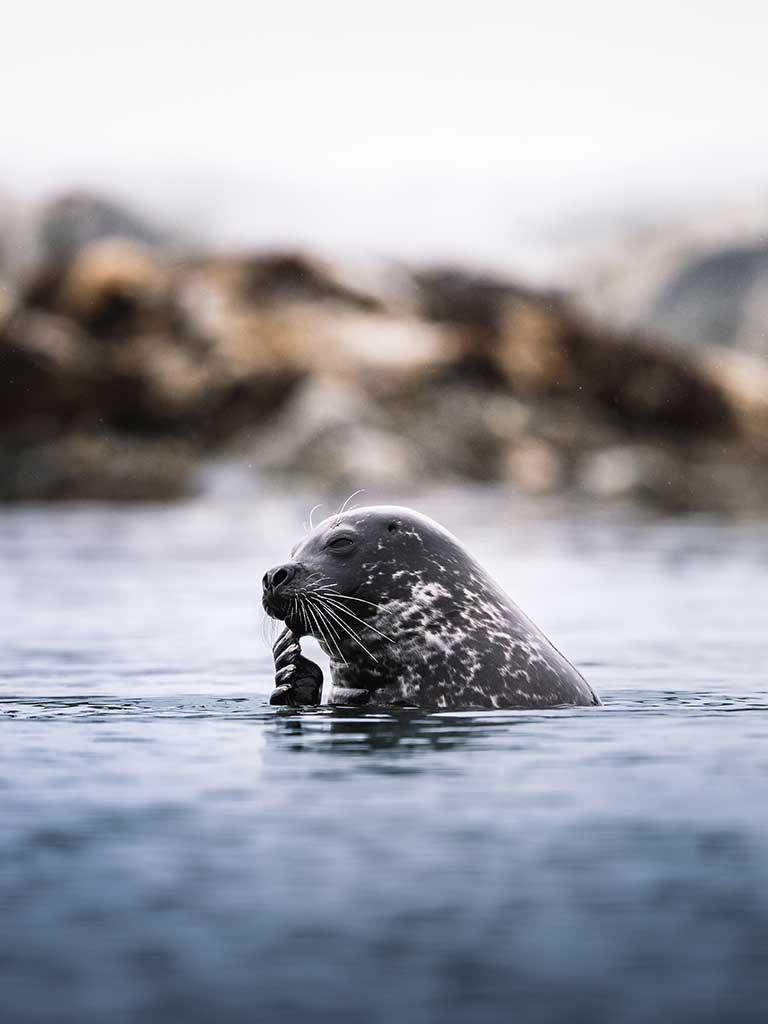 Robbe schwimmt im ruhigen Wasser vor Spitzbergen