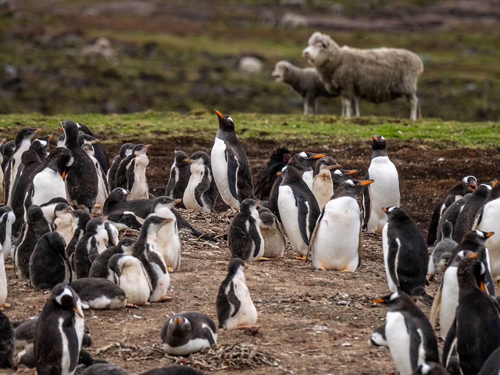 SH-Diana---Falklands-Rabbit-Cove-Gentoos-Penguins-Rodolphe-Villevieille-Swan-Hellenic