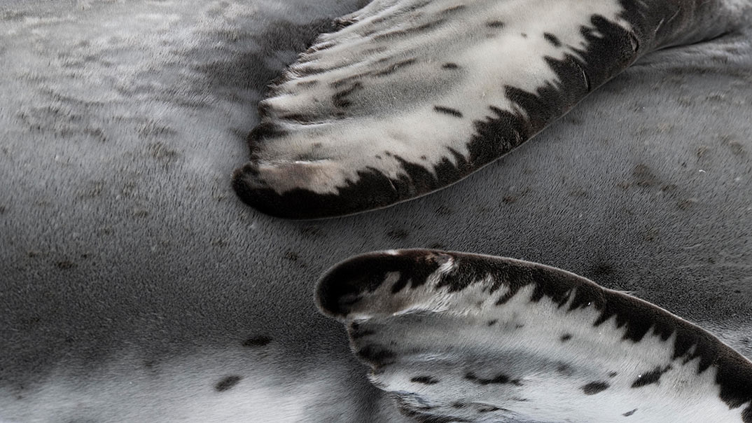 SH-MINERVA-I-WINTER-ISLAND-Swan-Hellenic