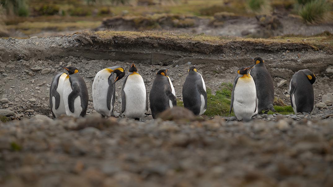 SH-Vega---South-Georgia---King-Pinguins--SwanHellenic