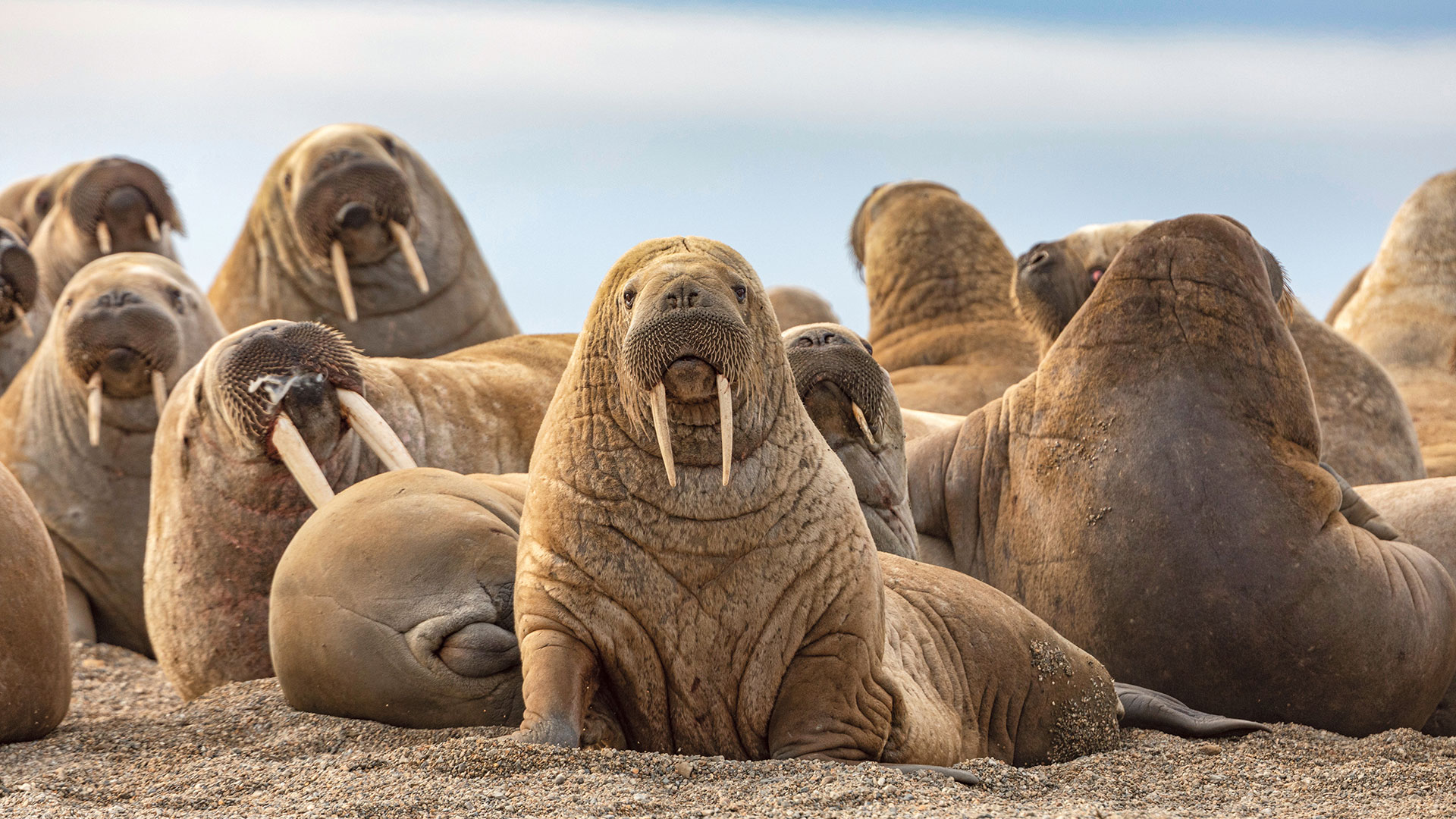 Scenic_Svalbard-Walrosse