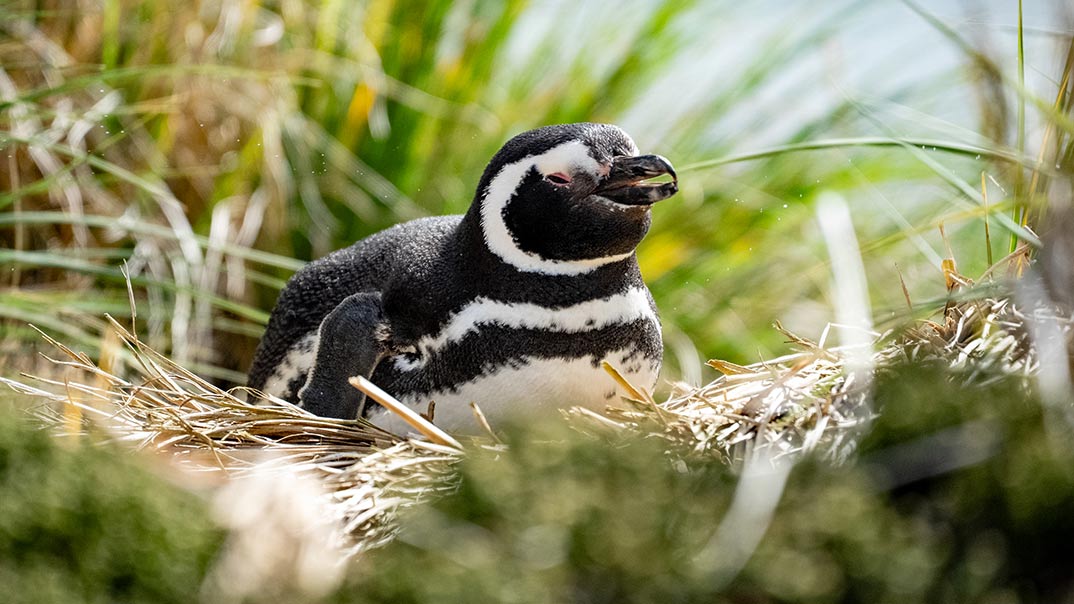 Stanley_Falklands_Benn-BerkeleySwan-Hellenic
