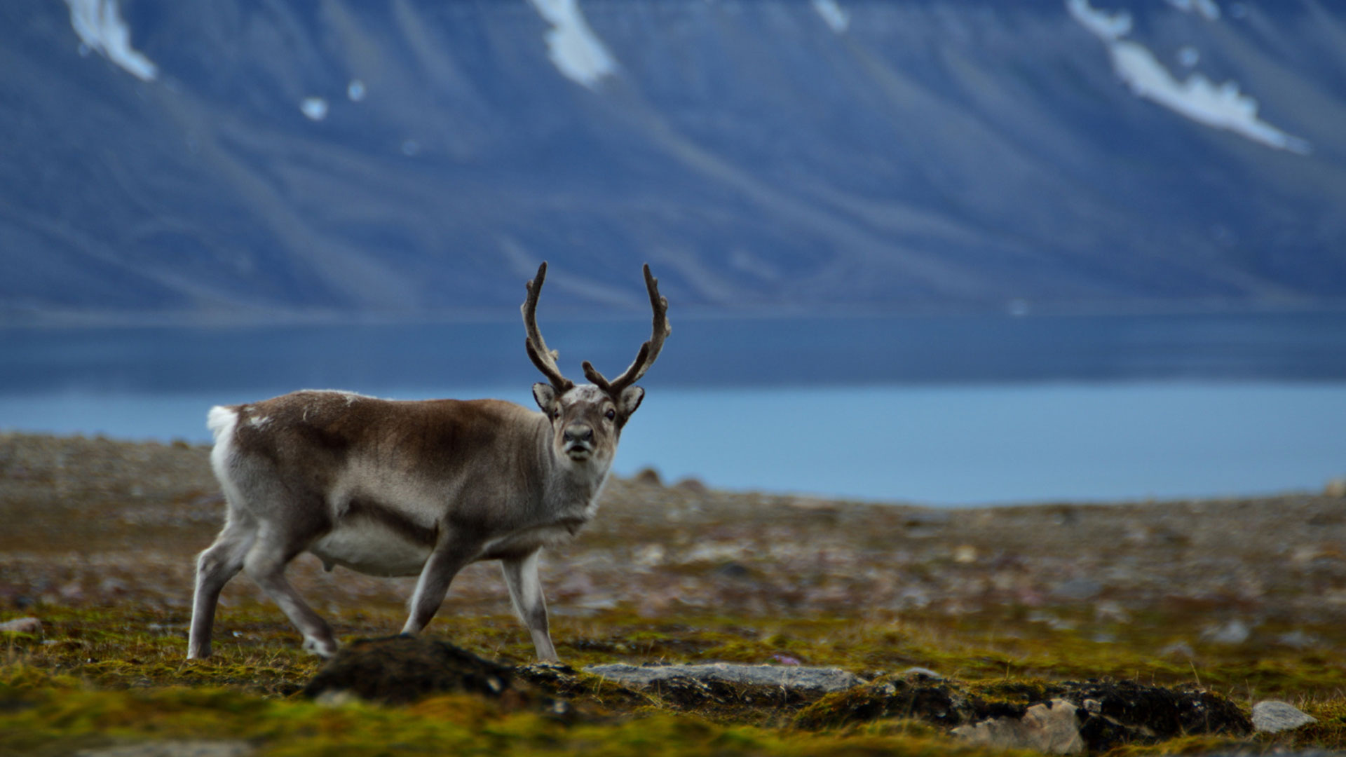 Svalbard-Reindeer_Benjamin-Sauer_Oceanwide
