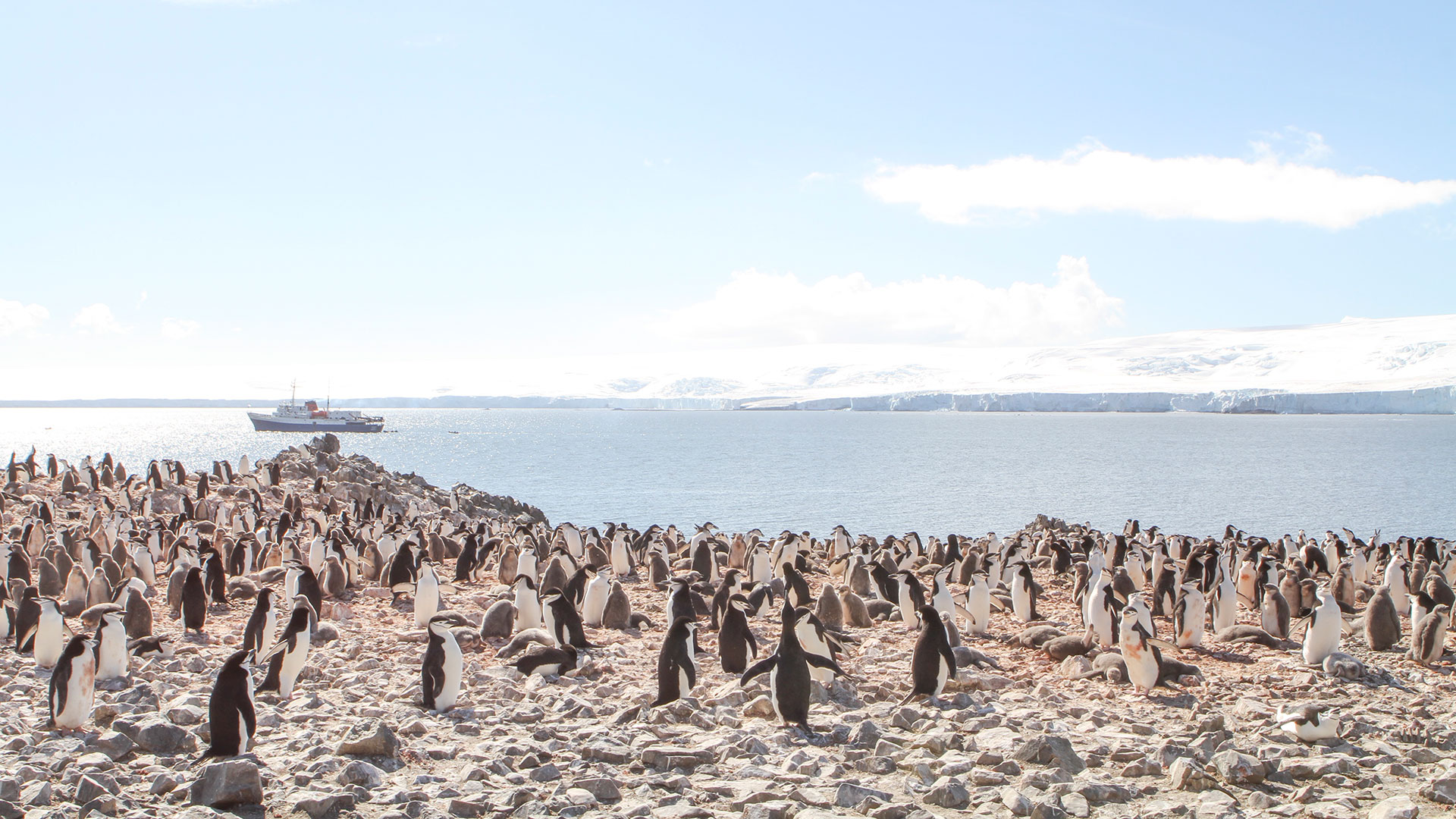 Zuegel-Pinguine_Eric-Giuliani_AntarpplyExpeditions